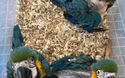 I Am Their Parrots’ Keeper