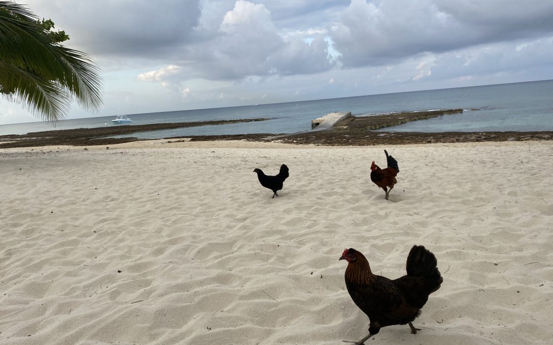 Chickens on the Beach
