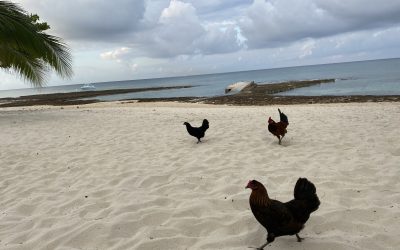 Chickens on the Beach