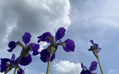 Easter Abundance